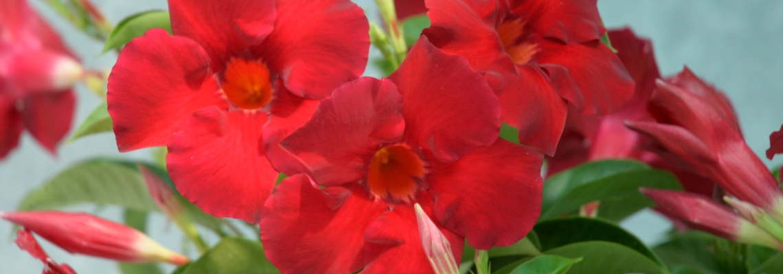 Mandevilla Gian Red Romance Banner Image.jpeg